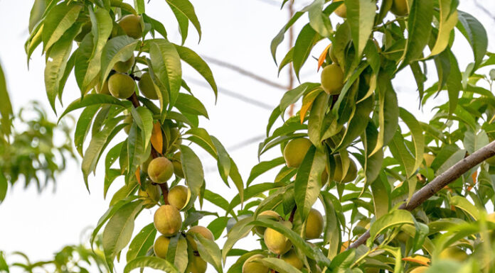 W jakiej odległości od siebie należy sadzić brzoskwinie? Ten błąd przy sadzeniu może ograniczyć plon brzoskwinia