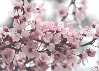 Kiedy szczepimy drzewka ozdobne? Ten termin ma ogromne znaczenie dla powodzenia zabiegu drzewko ozdobne