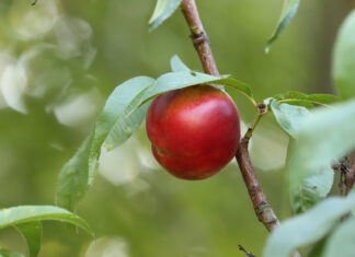 Kiedy sadzić nektarynki do gruntu? Ten termin decyduje, czy drzewko będzie obficie owocować nektarynka