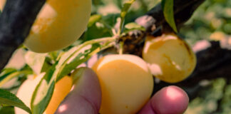 Nowoczesne technologie w sadownictwie – co naprawdę się opłaca? śliwki