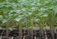 Na czym najlepiej zarobić w rolnictwie? Te kierunki dają największy zysk uprawa warzyw